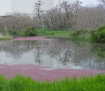 ピンクの水面.jpg